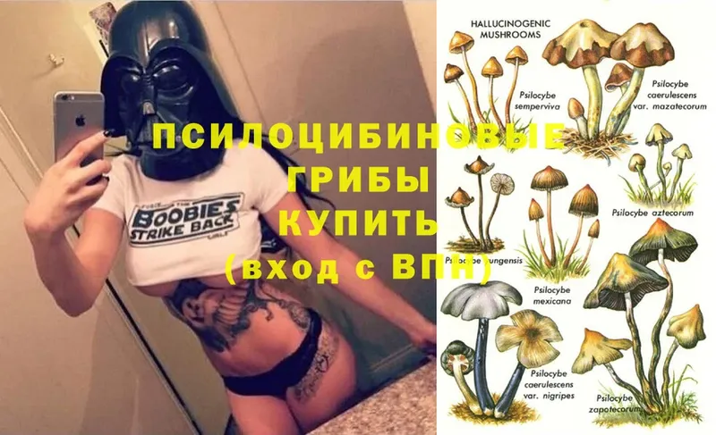 Галлюциногенные грибы Psilocybe  KRAKEN онион  Новокузнецк  shop как зайти  купить наркотик 